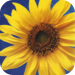 Sunflower Wallpaper